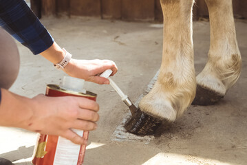 Girl holding a tin applying Oil on a horse hoof. Light brown horses hooves are being oiled by its owner. Taking care and grooming of horses concept. Oiling hoof to protect them from damage.