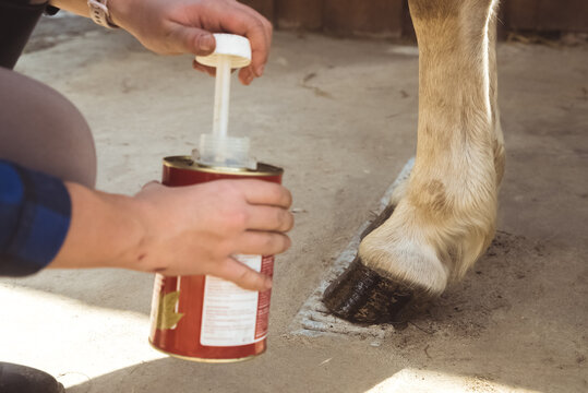 Girl holding a tin applying Oil on a horse hoof. Light brown horses hooves are being oiled by its owner. Taking care and grooming of horses concept. Oiling hoof to protect them from damage. - Powered by Adobe
