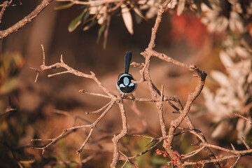 Superb Fairy wren bird sitting in a bush.