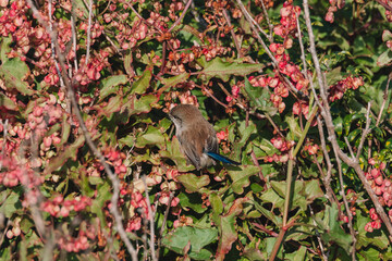 Superb Fairy wren bird sitting in a bush.