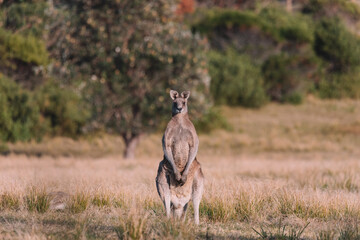 Male Eastern Grey Kangaroo in a field.