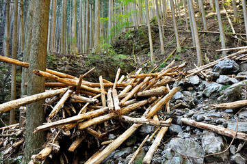 奥武蔵　蕨山　森の倒木