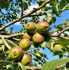 Ripe pears on a tree branch