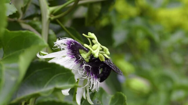 black bumblebee pollinating, bombus atratus, pauloensis, black manganga or paramo bumblebee (abejorro negro), flower pollination in passion fruit cultivation. lives mainly in South America
