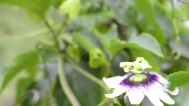 black bumblebee pollinating, bombus atratus, pauloensis, black manganga or paramo bumblebee (abejorro negro), flower pollination in passion fruit cultivation. lives mainly in South America
