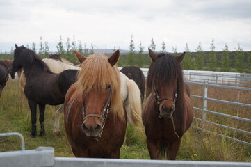 Icelandic horses in field
