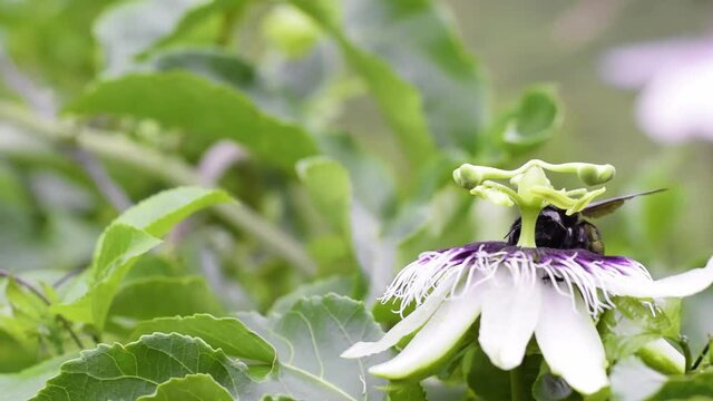 black bumblebee pollinating, bombus atratus, pauloensis, black manganga or paramo bumblebee (abejorro negro), flower pollination in passion fruit cultivation. lives mainly in South America
