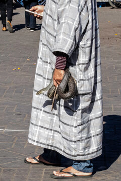 person holding snake
