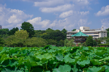 Fototapeta na wymiar 東京都台東区上野にある不忍池の景色