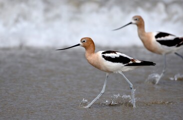 An avocet (Recurvirostra americana) hunts among the breaking waves on the beach at Salinas River National Wildlife Refuge