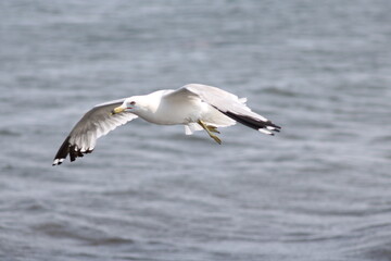 Fototapeta na wymiar seagull on the sea
