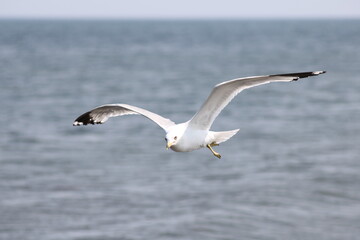 seagull in flight