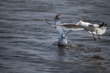 seagulls fighting