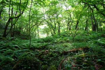 a lively dense forest in summer