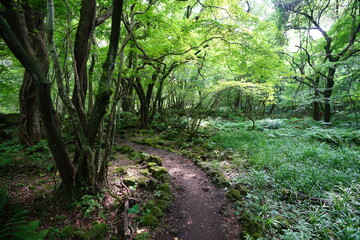 a refreshing summer forest with a path