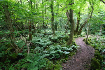 a refreshing summer forest with a path