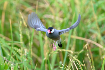 Java sparrow or Java finch flying,Beautiful bird