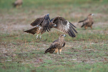 The Black Kite was taking off