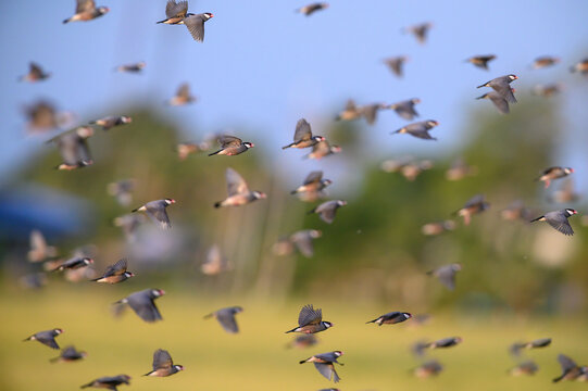 A large flock of birds flying (Java sparrow, Java finch)