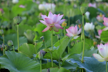 日本の蓮の花