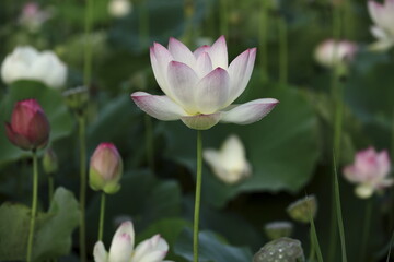 日本の蓮の花