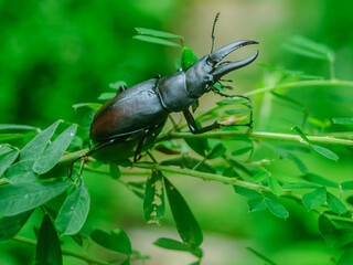 I found Miyama stag beetle in a mountain in Japan.