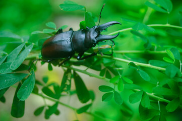 I found Miyama stag beetle in a mountain in Japan.