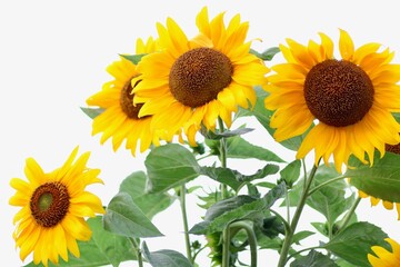 Obraz premium 向日葵