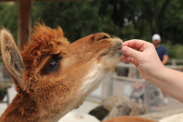 llama being fed