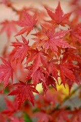 紅葉したモミジ