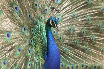 Fototapeta premium peacock