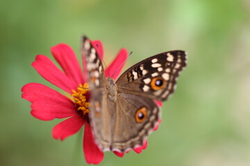 butterfly on a flower in the garden 
