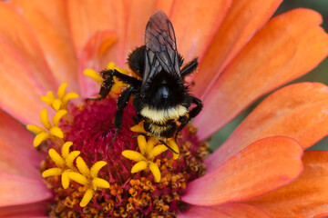Zinnias and Bees