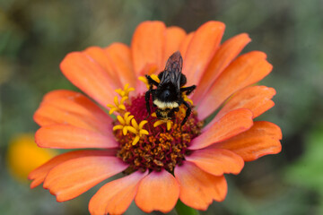 Zinnias and Bees