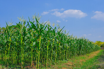 Corn farm concept. Green corn field ,Farm corn organic food.The fresh green corn field with leaves and flowers in the farm of the light blue sky of the sunny day