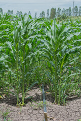 Corn farm concept. Green corn field ,Farm corn organic food.The fresh green corn field with leaves and flowers in the farm of the light blue sky of the sunny day