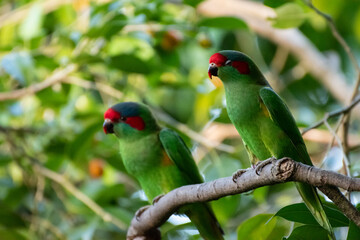 green winged parrot