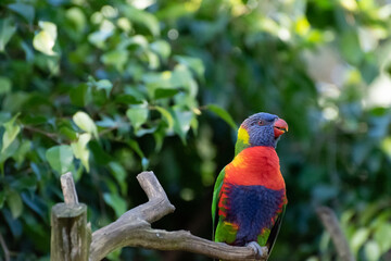 rainbow lorikeet parrot