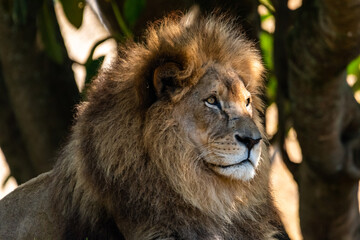 portrait of a lion