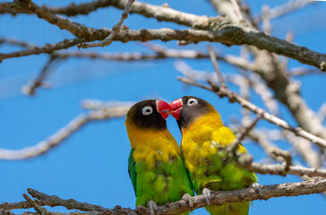 lovebirds