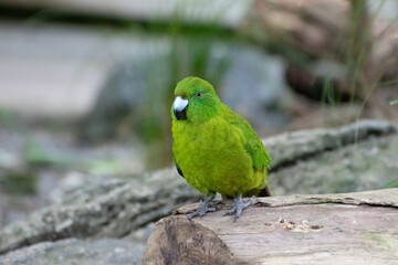 green winged parrot