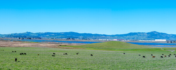 panorama landscape with cows and lakes in foreground