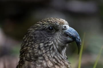 close up of a kea