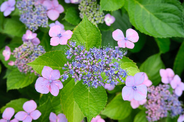 都会に咲くアジサイの花