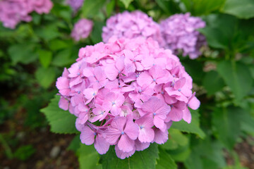 都会に咲くアジサイの花