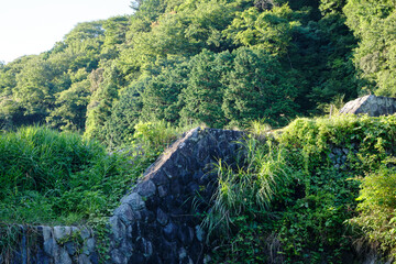 夏の田舎の情景と風景