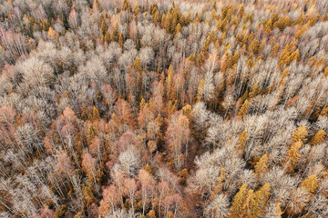autumn forest taiga view from drone, yellow trees landscape nature fall