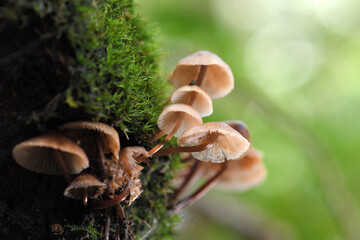 Mushroom plant in Tropical Rainforest.