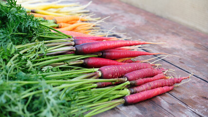 Organic purple carrots from the garden