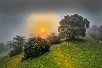 sunrise on a foggy summer morning 